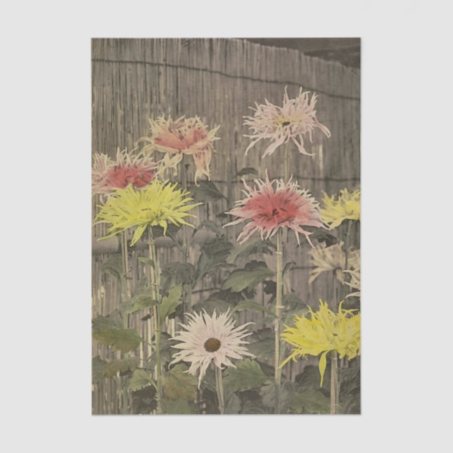 Chrysanthemums by Ogawa Kazumasa Seidenpapier (Vorderseite)
