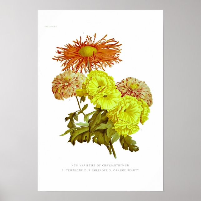 Chrysanthemums Poster (Vorne)