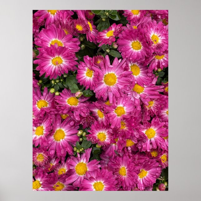 Chrysanthemums Poster (Vorne)