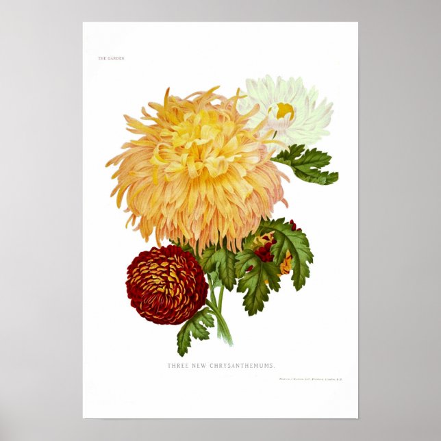 Chrysanthemums Poster (Vorne)