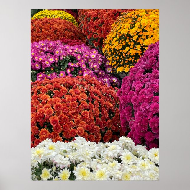 Chrysanthemums Poster (Vorne)