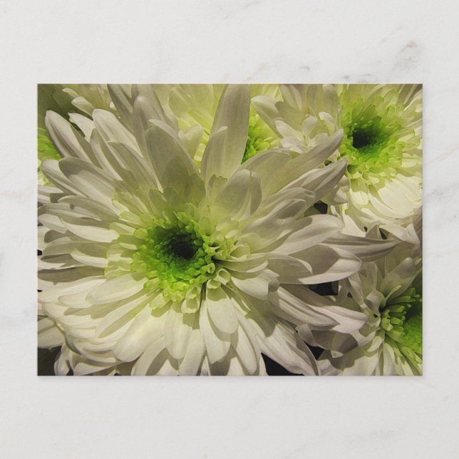 Chrysanthemums Postkarte (Vorderseite)