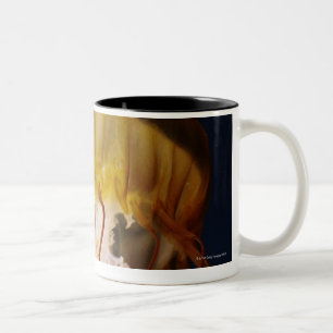 Chrysaora fuscescens, pazifische Seenessel Zweifarbige Tasse