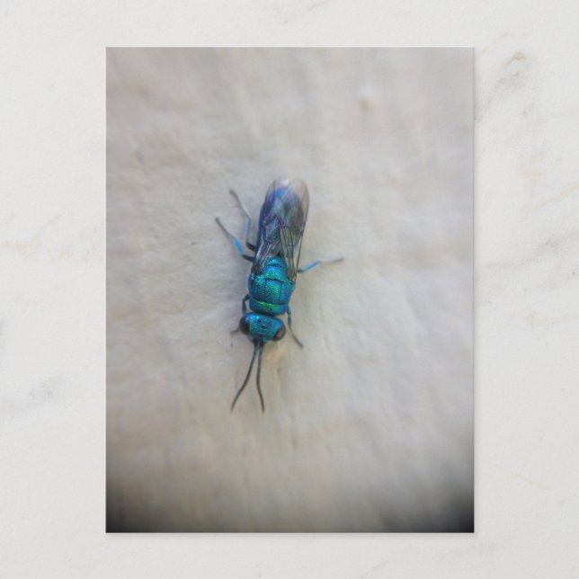 Chrysididae - Kuckucksumpfe Postkarte (Vorderseite)