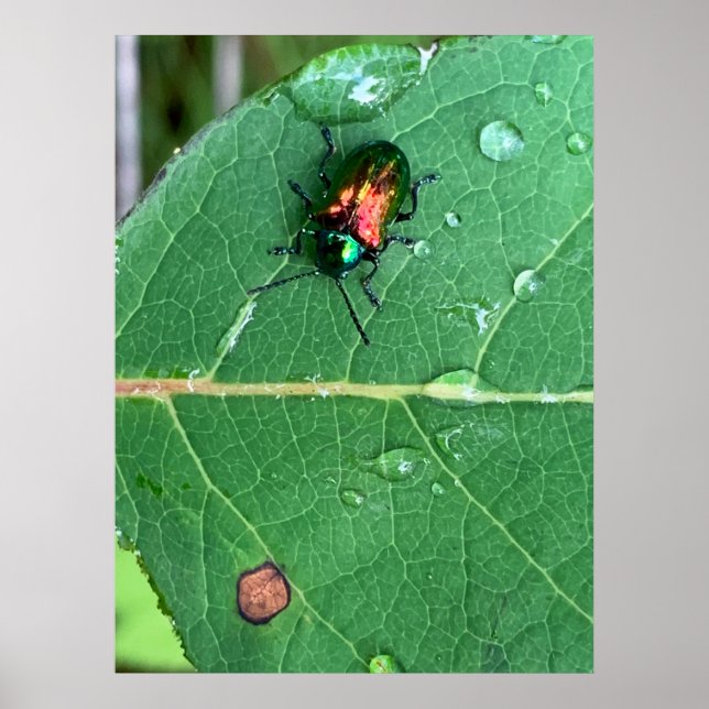 Chrysochus Beetle Shiny Käfer Poster (Vorne)