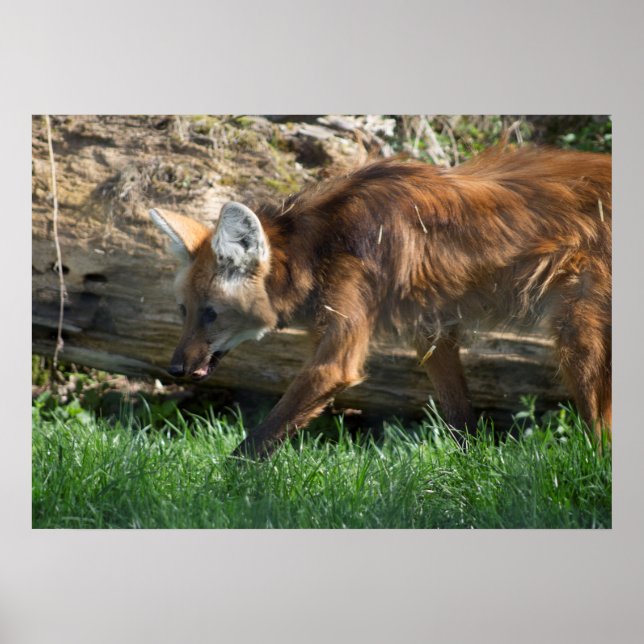 Chrysocyon brachyurus poster (Vorne)