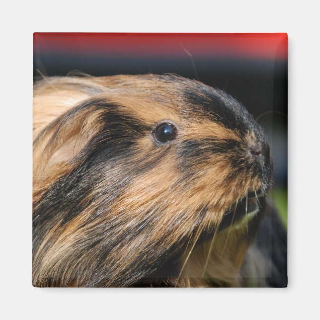 Chubbles Magnet (Vorne)