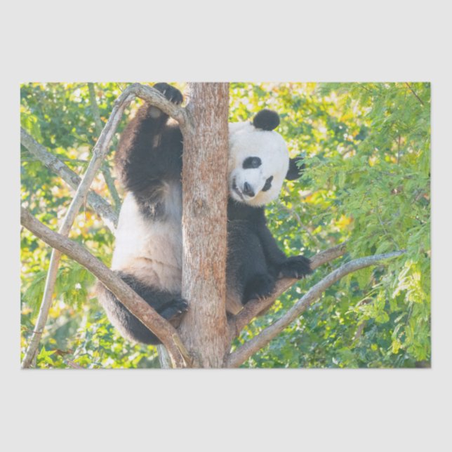 Chubby Giant Panda in einem Baumgeflecht Seidenpapier (Vorderseite)