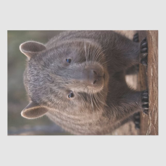 Chubby The Australian Wombat, Seidenpapier (Vorderseite)