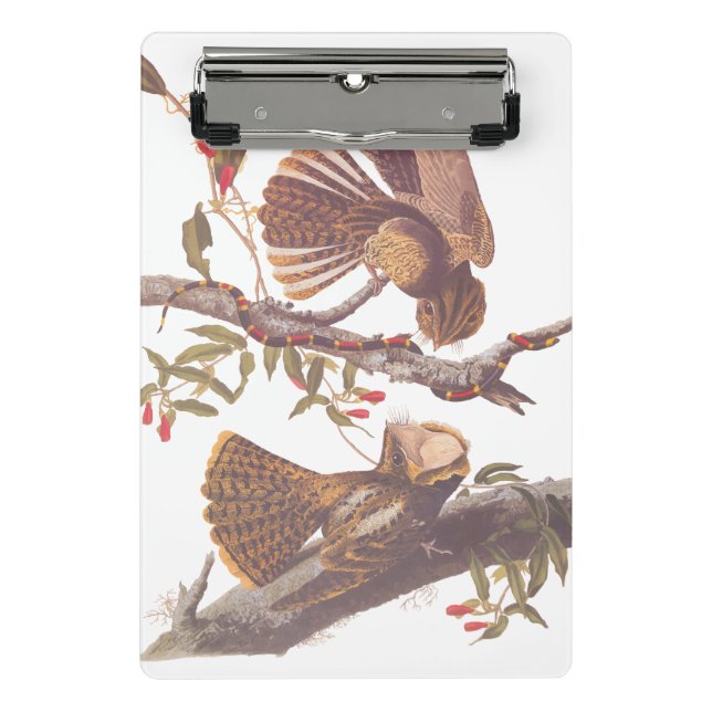 Chuck Will's Widow Nightjar mit Korallenschlange Mini Klemmbrett (Vorderseite)