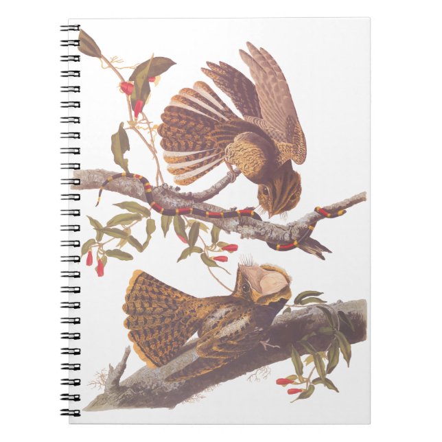 Chuck Will's Widow Nightjar mit Korallenschlange Notizblock (Vorderseite)