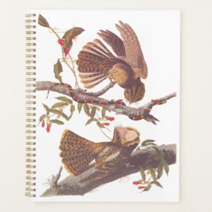 Chuck Will's Widow Nightjar mit Korallenschlange Planer