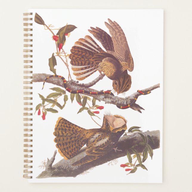 Chuck Will's Widow Nightjar mit Korallenschlange Planer (Vorderseite)