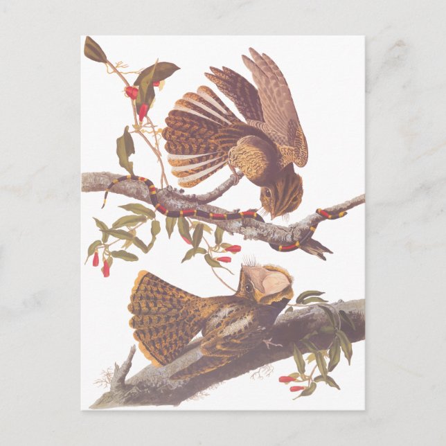 Chuck Will's Widow Nightjar Postcard Postkarte (Vorderseite)