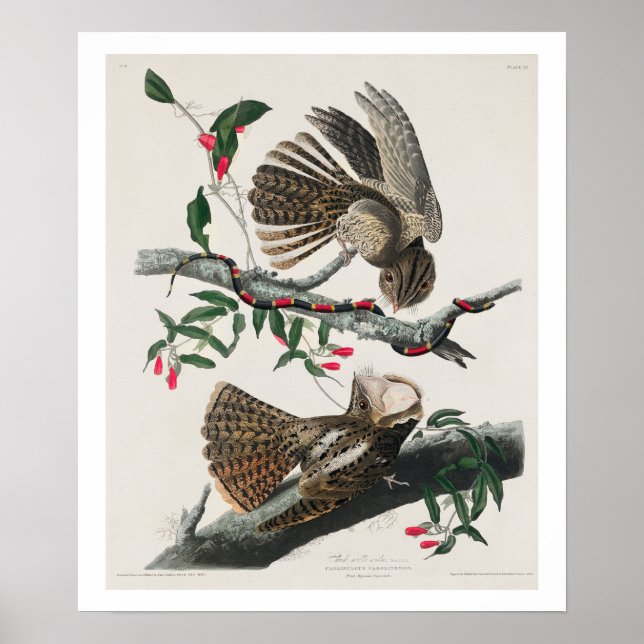 Chuck-will's Widow von Audubon Poster (Vorne)