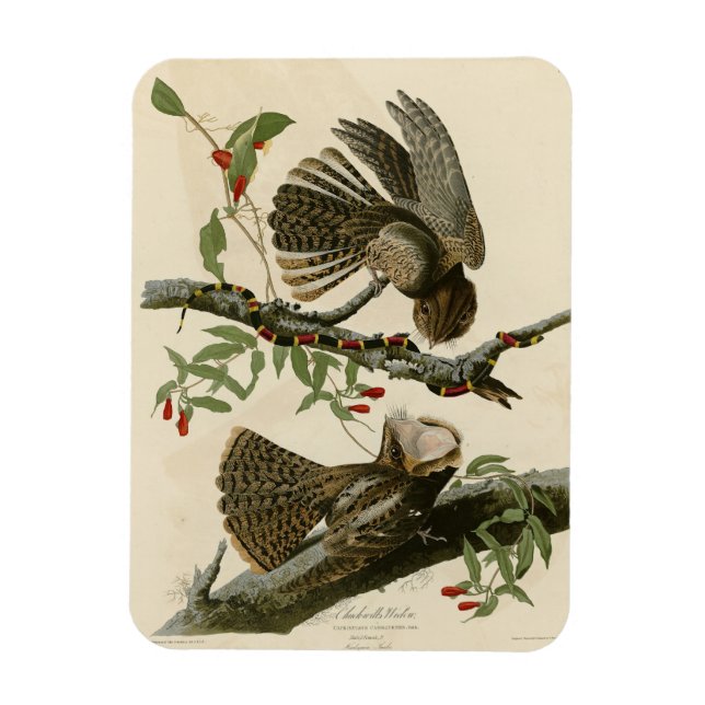 Chuck-will's Witw - Audubons Vögel in Amerika Magnet (Vertikal)