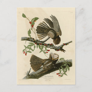 Chuck-will's Witw - Audubons Vögel in Amerika Postkarte