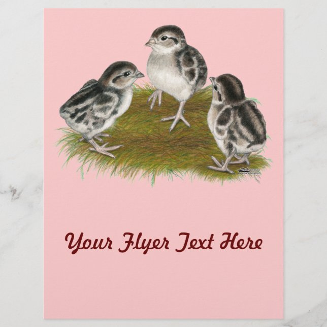 Chukar Partridge Chicks Flyer (Vorne)