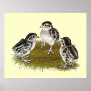 Chukar Partridge Chicks Poster