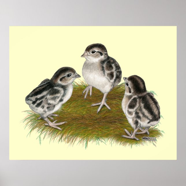 Chukar Partridge Chicks Poster (Vorne)