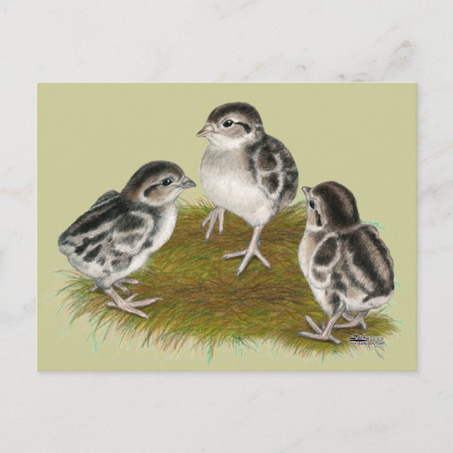 Chukar Partridge Chicks Postkarte (Vorderseite)