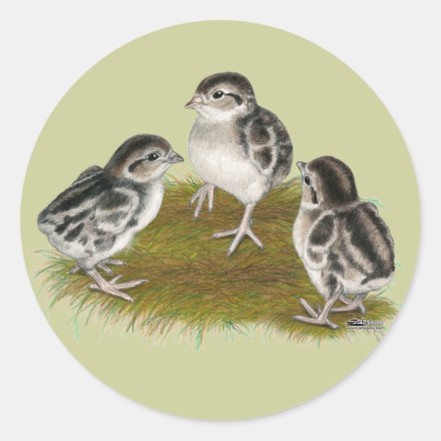 Chukar Partridge Chicks Runder Aufkleber (Vorderseite)