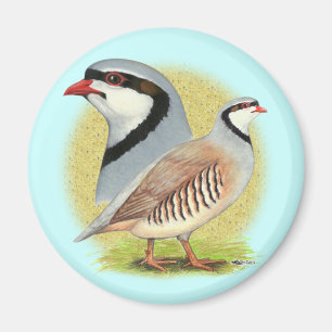 Chukar Partridge Combo Magnet