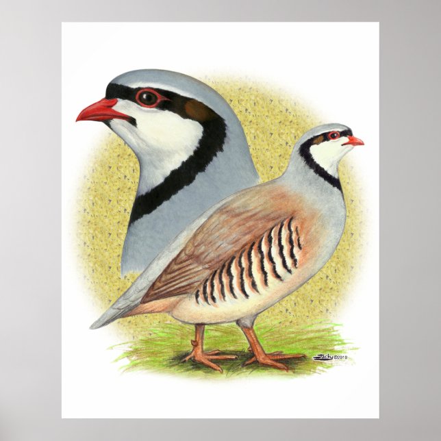 Chukar Partridge Combo Poster (Vorne)