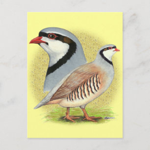 Chukar Partridge Combo Postkarte
