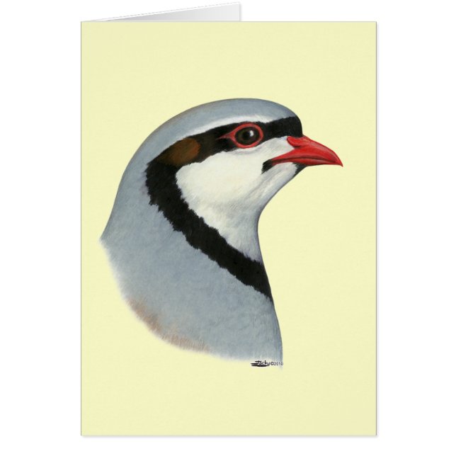 Chukar: Partridge Head (Vorne)