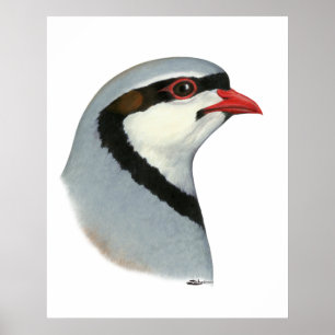 Chukar: Partridge Head Poster