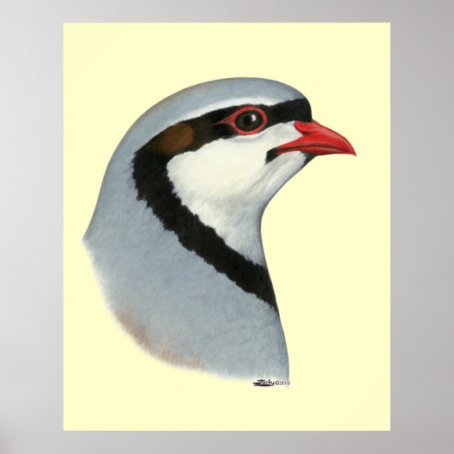 Chukar: Partridge Head Poster (Vorne)