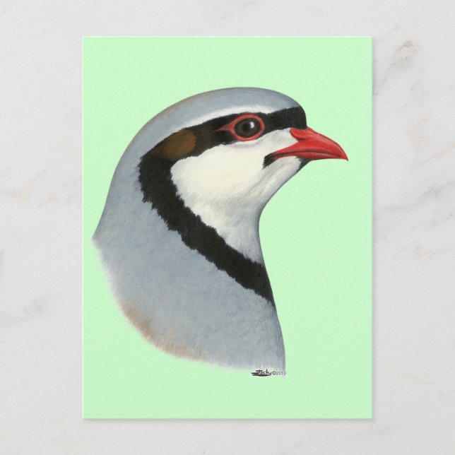 Chukar:  Partridge Head Postkarte (Vorderseite)