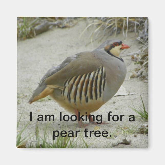 Chukar Partridge Jagdsport Magnet (Vorne)