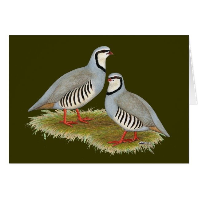 Chukar Partridge Pair (Vorderseite (Horizontal))