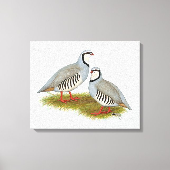 Chukar Partridge Pair Leinwanddruck (Vorderseite)