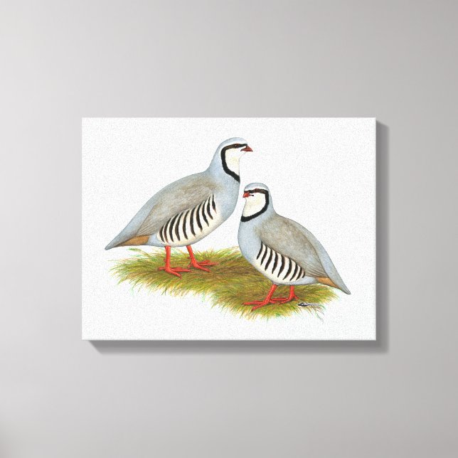 Chukar Partridge Pair Leinwanddruck (Vorderseite)