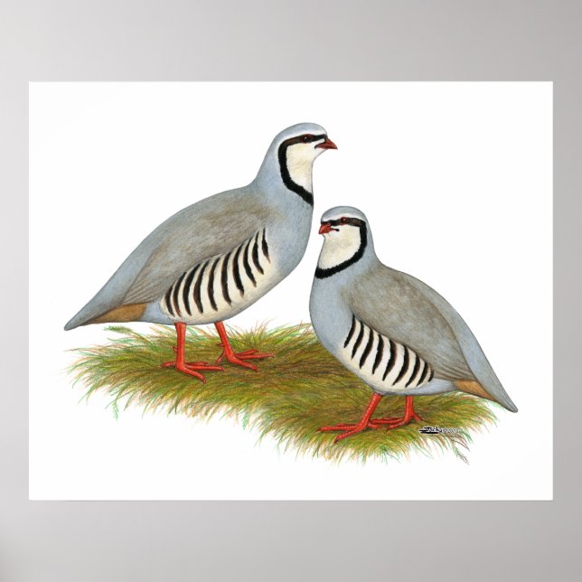 Chukar Partridge Pair Poster (Vorne)