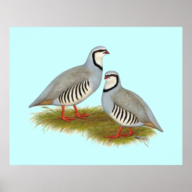 Chukar Partridge Pair Poster (Vorne)