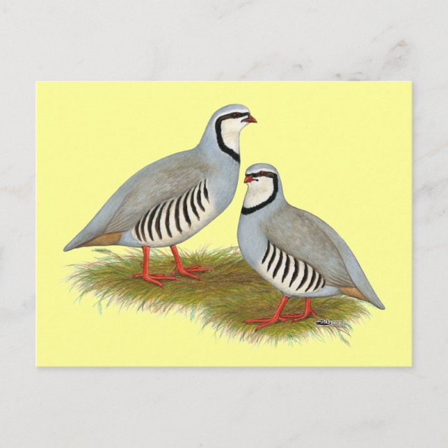 Chukar Partridge Pair Postkarte (Vorderseite)