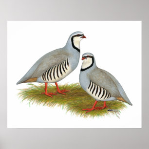 Chukar Partridge Poster