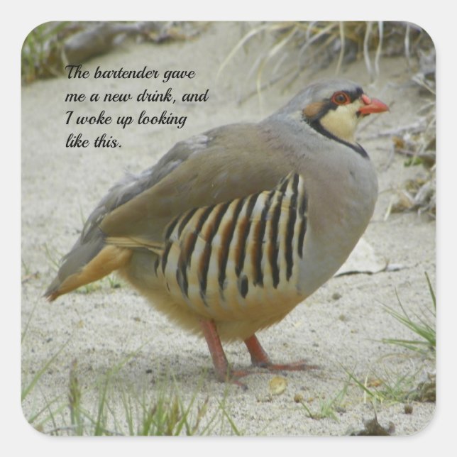 Chukar Partridge Quadratischer Aufkleber (Vorderseite)