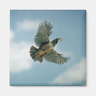 Chukar-Patrone Magnet