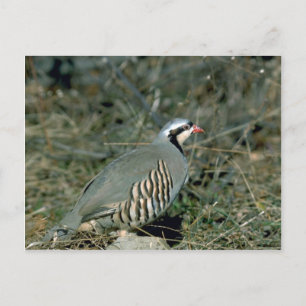Chukar Postkarte