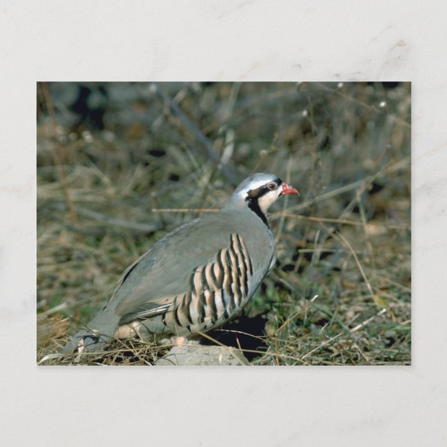 Chukar Postkarte (Vorderseite)