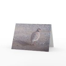 Chukar Weihnachtskarte