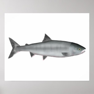 Chum Salmon Ozean Poster