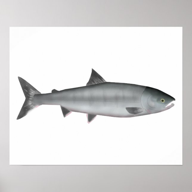 Chum Salmon Ozean Poster (Vorne)