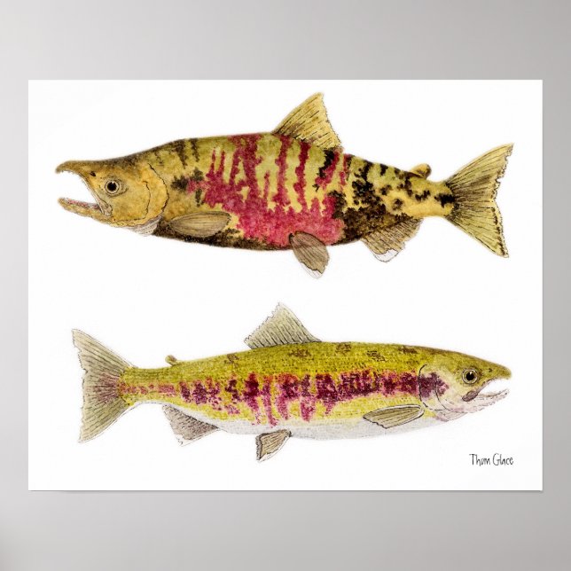 Chum Salmon Poster (Vorne)