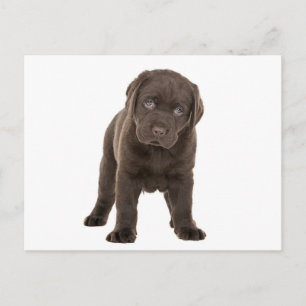 Chunky Chocolate Labrador Puppy Postkarte